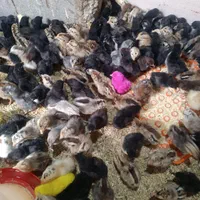 جوجه مرغ محلی اصل کرچ شو به تضمین