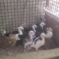 جوجه گلین چهل تاج ریشو پنگوئنی گلین