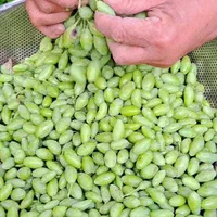 غوره وابغوره خانگی|خوردنی و آشامیدنی|شاهرود, |دیوار