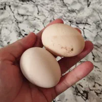 تخم مرغ محلی