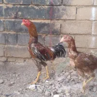 خروس لاری با مرغ