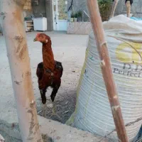 2 عددخروس لاری 3 ماه نژاد دار|حیوانات مزرعه|مشهد, شهید قربانی|دیوار