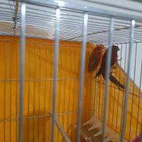 قناری جفت سوخته