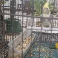 عروس هلندی ابلق|پرنده|پیر بکران, |دیوار