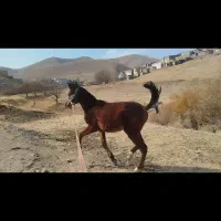 اسب|حیوانات مزرعه|کلاترزان, |دیوار