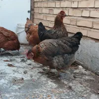 مرغ تخم گذار گلپایگانی