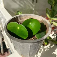 گل قطره باران