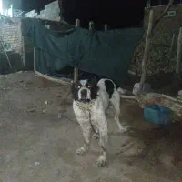 فروش سگ|سگ|سبزوار, قصبه شرقی|دیوار