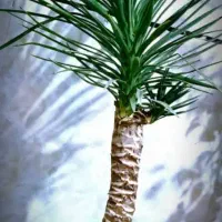 گلهای آپارتمانی بنسای، تراریوم، سانسوریا|گل و گیاه طبیعی|شیراز, هفت تنان|دیوار