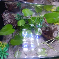 انواع ماهی های زینتی،گوپی،پلاتی،مولی و کوپی زیبا|ماهی|مشهد, طبرسی شمالی|دیوار