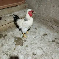 خروس سلطان|حیوانات مزرعه|شاهرود, |دیوار