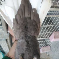 قهوه ای دمسفید