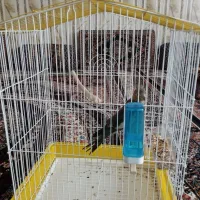 قیمت250ملیون|پرنده|سراوان, |دیوار