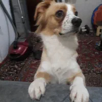 سگ اشپیتز یکساله|سگ|رشت, اسماعیل آباد|دیوار