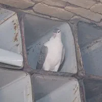 جفت اصفهانی با دو تا تخم