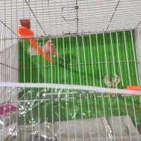 قنار ماتیکی مست خون|پرنده|مشهد, کوی ولیعصر|دیوار