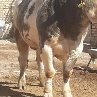 چارایماق روستای بنیادکندی