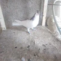 کبوتر ماده ساده اصلی|پرنده|نیشابور, ده حلاج|دیوار