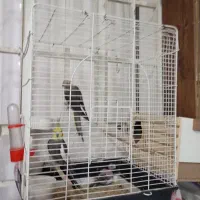 فروش عروس هلندی جفت مولد با قفس وجوجه|پرنده|شوش, |دیوار