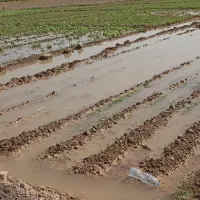 دوهکتار زمین واقع در گمبوعه بزرگ