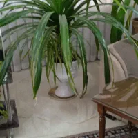 گل پاندانوس