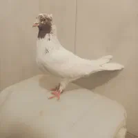 کبوتر ماهرو