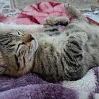 گربه خونگی ملوس|گربه|قم, شهرک مهدیه (مدرس)|دیوار