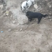 سک پاکوتا جفت دو میلیون