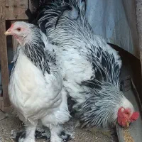 تخمنطفهداربرهما لایت|حیوانات مزرعه|یزد, |دیوار