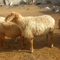 هفت عدد گوسفند