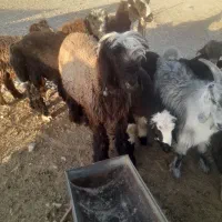 میش،شیشک،روزگاری،