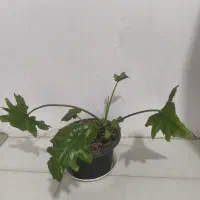 گل وگیاه|گل و گیاه طبیعی|مشهد, نظام دوست|دیوار