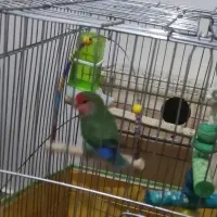 طوطی برزیلی جفت،خیلی خوش رنگ|پرنده|مشکیندشت, |دیوار