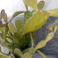 کاکتوس ارزان