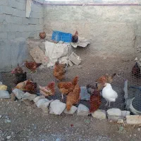مرغ 350|حیوانات مزرعه|نیشابور, ماروسک|دیوار