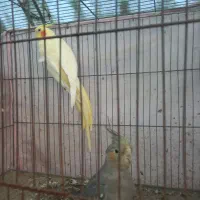 معاوض طوطی با لاری یازینتی