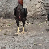 مرغ وخروس لاری فروشی