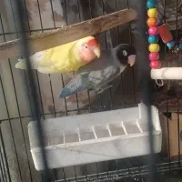 طوطی برزیلی مولد