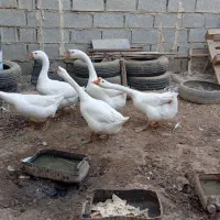 فروش غوغاز نر چینی