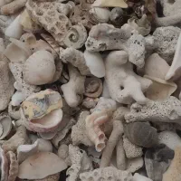 صدف دریایی،اکواریوم