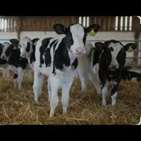 گوساله شیری صنعتی|حیوانات مزرعه|رباطکریم, وهن آباد|دیوار