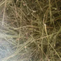 یونجه به شرط|لوازم جانبی حیوانات|کوهرنگ, |دیوار