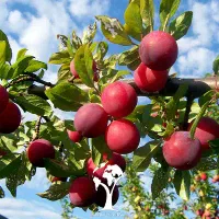 الوچه رسیده