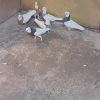 کبوتر|پرنده|جلیل آباد, |دیوار