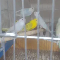 مرغ عشق