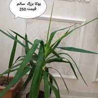 گل اپارتمانی|گل و گیاه طبیعی|تهران, حکیمیه|دیوار