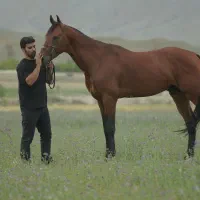 نریون ترکمن آخال بسیار قوی و قد بلند مدارک دار|اسب و تجهیزات اسب‌سواری|مشهد, شهرآرا|دیوار