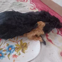 خیگ روغنی  حد دوکیلوی  قیمت ۵۵۰