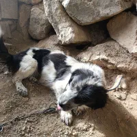 سگ پاکوتاه ۳ساله ماده رایگان