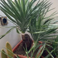 گل و گیاه فروش کلی با قیمت پیشنهادی خودتون|گل و گیاه طبیعی|مشهد, توس (بلوار توس)|دیوار